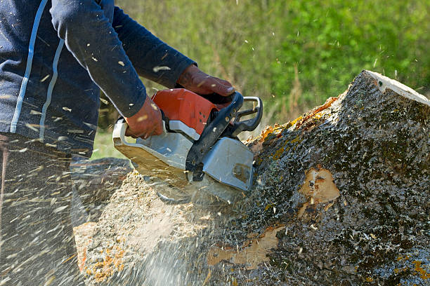 Trusted Fort Hood, TX  Tree Services Experts